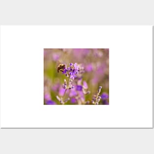 Honeybee on a lavender flower Posters and Art